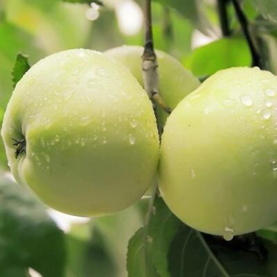 Саженцы яблони оптом в Астрахани