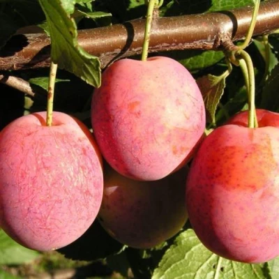 Слива ВИКТОРИЯ в Астрахани