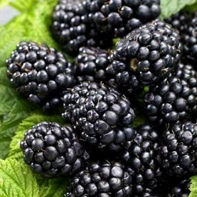 Ежевика БЖЕЗИНА бесшипная в Астрахани