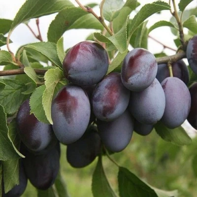 Слива РЕНКЛОД в Астрахани