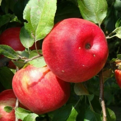 Яблоня ВАЛЕРИЯ в Астрахани