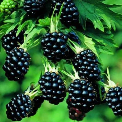 Ежевика КИТАНИНИ бесшипная в Астрахани