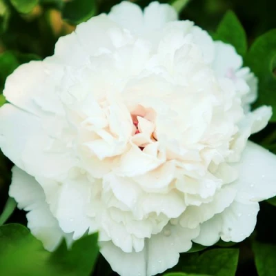 Пион СНЕЖНАЯ КРЕПОСТЬ древовидный в Астрахани