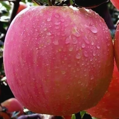 Яблоня РОЗОВЫЙ НАЛИВ в Астрахани