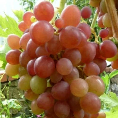 Виноград БЛЕСТЯЩИЙ в Астрахани