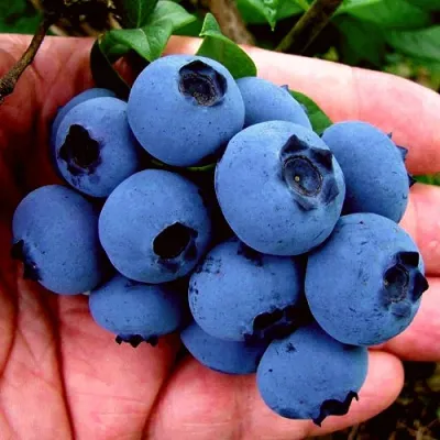 Голубика РЕКА в Астрахани