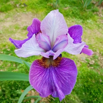 Ирис ЛАЙТ ОВ ХАРТ сибирский в Астрахани