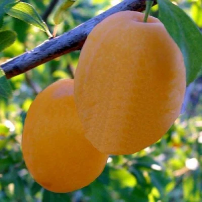 Слива НАТАША в Астрахани