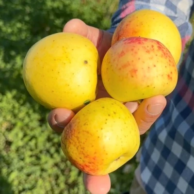 Яблоня КОРИЧНОЕ АНАНАСНОЕ в Астрахани
