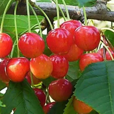 Черешня ДОНЧАНКА в Астрахани