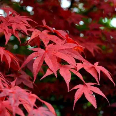 Клен гиннала  в Астрахани