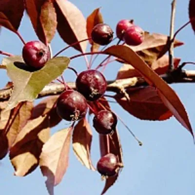 Яблоня РОЯЛТИ декоративная в Астрахани