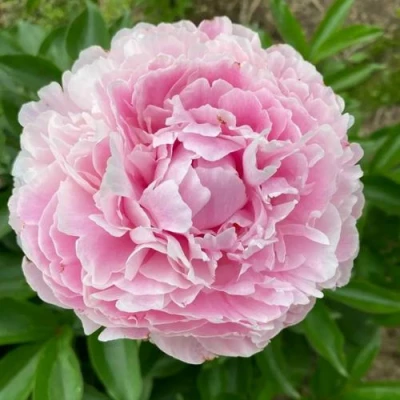 Пион КАТРИН ФОНТЕЙН травянистый в Астрахани