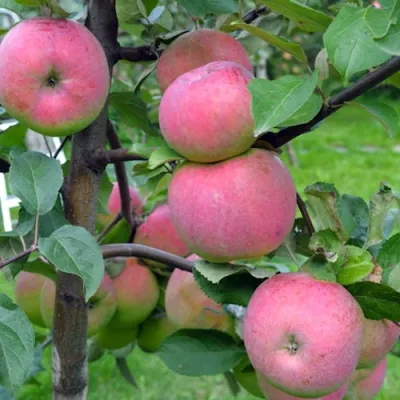 Яблоня БРЯНСКОЕ РОЗОВОЕ в Астрахани