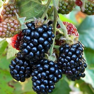 Ежевика ОУАЧИТА бесшипная в Астрахани