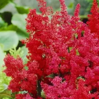 Астильба ЭТНА Арендса в Астрахани