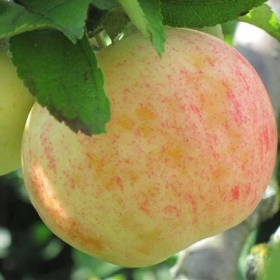 Яблоня ЛЕТНЕЕ СЛАДКОЕ в Астрахани