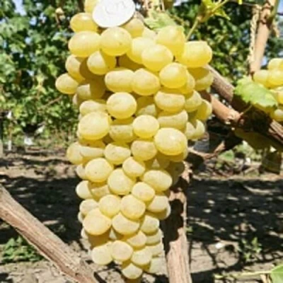 Виноград КИШМИШ ЗОЛОТЦЕ в Астрахани