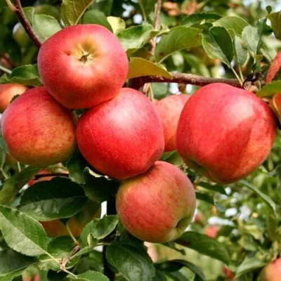 Яблоня ГАЛА МАСТ в Астрахани