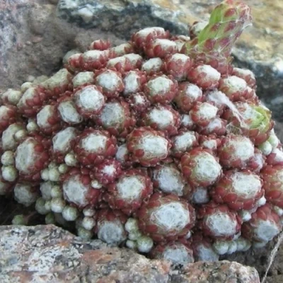 Молодило ГНАФАЛИУМ в Астрахани