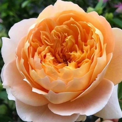 саженцы розы Эффи