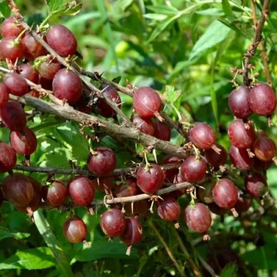 Крыжовник ОЛАВИ (ХИННОНМАЕН ПУНАЙНЕН) в Астрахани