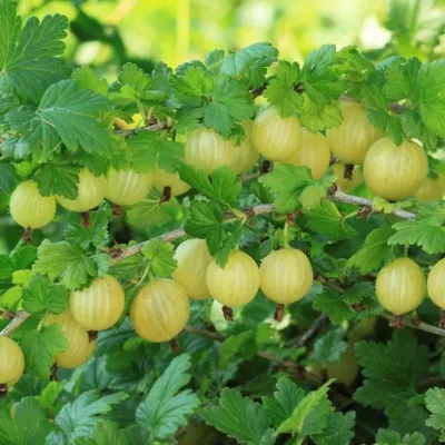 Крыжовник БЕРИЛЛ в Астрахани