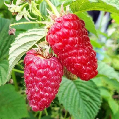 Малина ПШЕХИБА в Астрахани