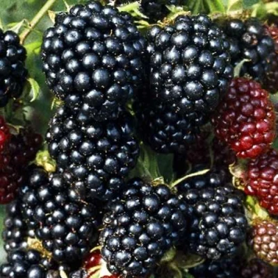 Ежевика ЭВЕРГРИН бесшипная в Астрахани