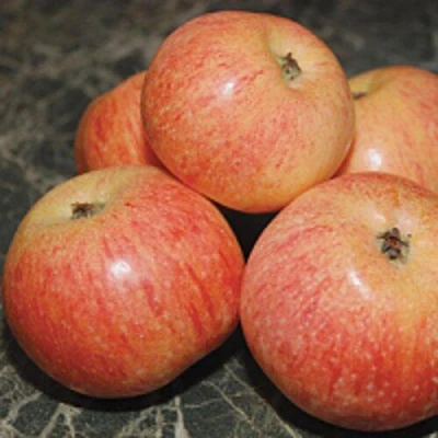 Яблоня КОНФЕТНОЕ в Астрахани