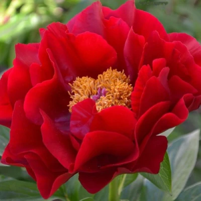 Пион МАКИНАК ГРАНД травянистый в Астрахани