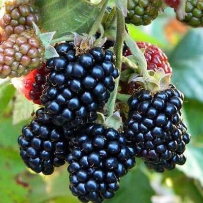 Ежевика ДЖАМБО бесшипная в Астрахани