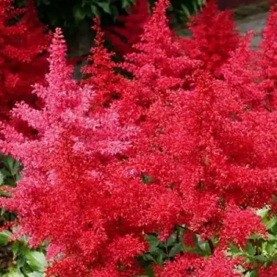 Астильба ЭТНА Арендса в Астрахани