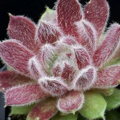 Молодило ТАРАНТУЛА в Астрахани