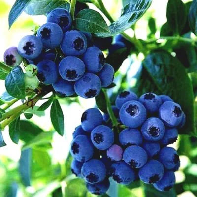 Голубика РЕКА в Астрахани