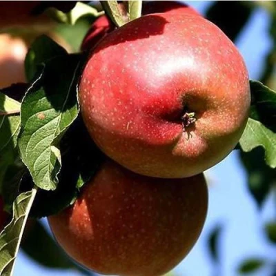 Яблоня АНТЕЙ КИЕВСКИЙ колонновидная в Астрахани