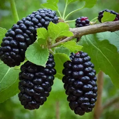 Шелковица плакучая в Астрахани
