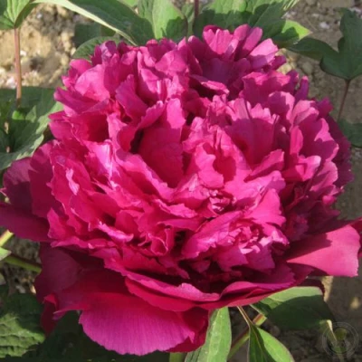 Пион ТАЙНАЯ СТРАСТЬ древовидный в Астрахани