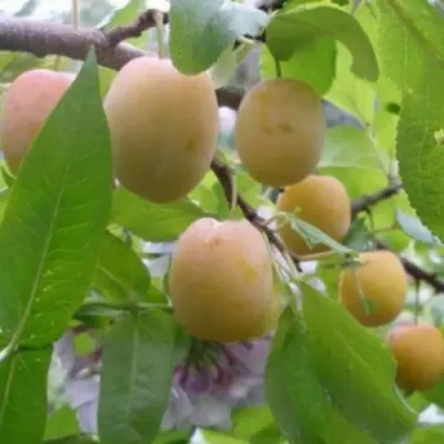 Слива УТРО в Астрахани