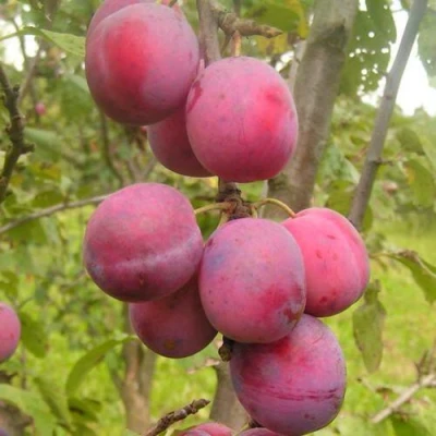 Слива ЭДИНБУРГСКАЯ в Астрахани