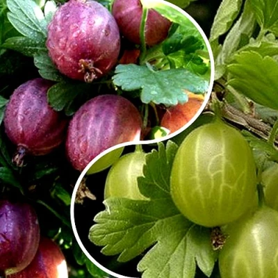 Комплект РЕДКИЙ СЧАСТЛИВЧИК в Астрахани