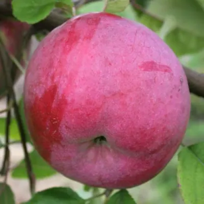 Яблоня БРЯНСКОЕ РОЗОВОЕ в Астрахани