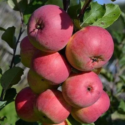 Яблоня ВЭМ-РОЗОВЫЙ в Астрахани