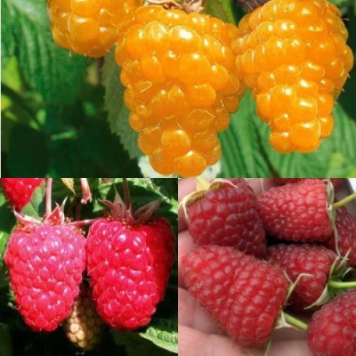 Комплект ЗОЛОТАЯ МАЛИНА в Астрахани