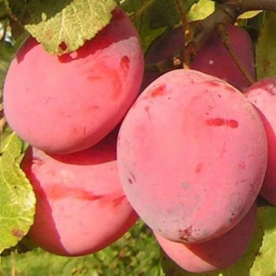 Слива ФАВОРИТЕ ДЕ СУЛТАНО в Астрахани