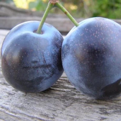 Слива БЛЮФРИ в Астрахани