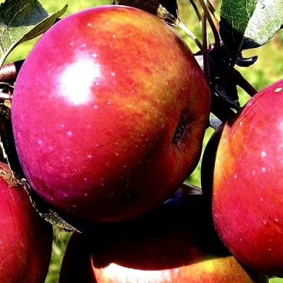 Яблоня ВЕСЯЛИНА в Астрахани