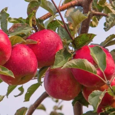 Яблоня РОЖДЕСТВЕНСКОЕ в Астрахани