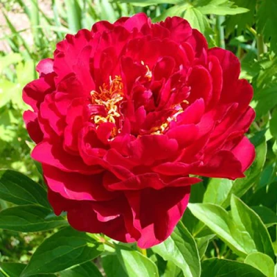 Пион ХРАБРЫЙ ВОИН травянистый в Астрахани