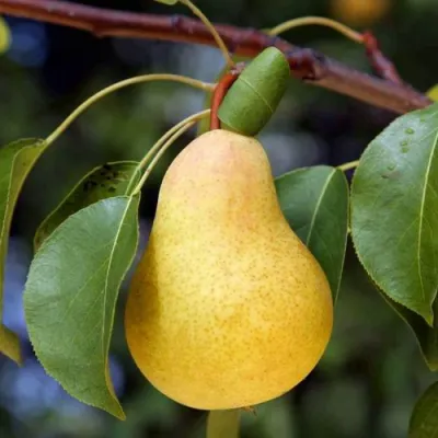 Груша БЕРЕ ЗОЛОТАЯ в Астрахани